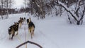Sled dogs pulling sleigh in Norway