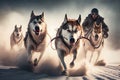 Sled dogs pulling their musher. Sled dogs racing.