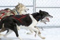 Sled Dogs Race By