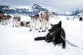 Sled dogs on a rest break Royalty Free Stock Photo