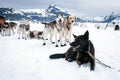 Sled dogs on a rest break