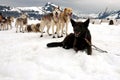 Sled dogs on a rest break Royalty Free Stock Photo