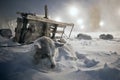 Sled dogs rest in the snow. Next to the dog team lies the traditional Chukchi sled.