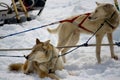 Sled Dogs Resting Royalty Free Stock Photo