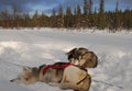 Sled Dogs Resting