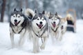 Sled dogs run energetically through thick snow in a winter forest, pulling a sled behind them while displaying excitement and Royalty Free Stock Photo