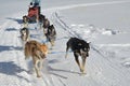 Sled Dogs Running and Racing on a Snowmobile Tract