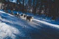 Sled dogs running on snow in Russia