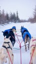 Sled dogs running on a winter trail in northern Canada. Royalty Free Stock Photo