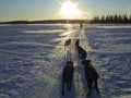 Sled dogs in snowy landscape