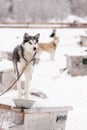 Sled Dogs Standing on Roof of Dog Houses in Winter