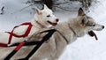 Sled dogs take a rest break during a dog sled run in Lappland Sweden