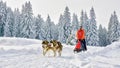 Sled dogs in competition running in frozen land
