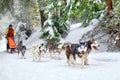 Sled dogs team in competition running in snow