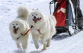 Sled samoyed dogs in speed racing, Moss,