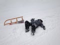 Sledding Accident (2) Royalty Free Stock Photo