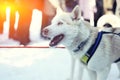 Sledding with husky dogs in Lapland Finland