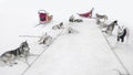 Sledding with husky dogs , snow backround, resting dog Royalty Free Stock Photo