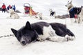 Sledding with husky dogs , snow backround, resting dog Royalty Free Stock Photo