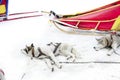 Sledding with husky dogs , snow backround, resting dog Royalty Free Stock Photo