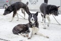 Sledding with husky dogs , snow backround, resting dog Royalty Free Stock Photo