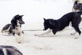 Sledding with husky dogs , snow backround, resting dog Royalty Free Stock Photo