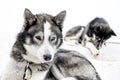 Sledding with husky dogs , snow backround, resting dog Royalty Free Stock Photo