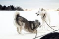 Sledding with husky dogs , snow backround, resting dog Royalty Free Stock Photo