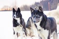 Sledding with husky dogs , snow backround, resting dog Royalty Free Stock Photo