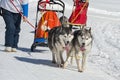 Sleddog competition Royalty Free Stock Photo
