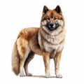 Realistic Brown And White Fox Dog Illustration With Chinese Iconography