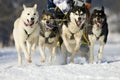 Sleddog race Royalty Free Stock Photo