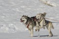 Sleddog race Royalty Free Stock Photo