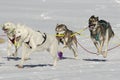 Sleddog race Royalty Free Stock Photo
