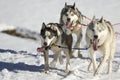 Sleddog race Royalty Free Stock Photo