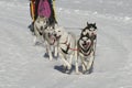 Sleddog race Royalty Free Stock Photo