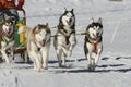 Sleddog race Royalty Free Stock Photo