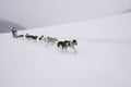 Sleddog race Royalty Free Stock Photo