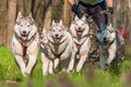 Sleddogs racing in a green environment Royalty Free Stock Photo