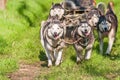 Sleddogs racing in a green environment Royalty Free Stock Photo