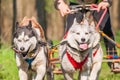 Sleddogs racing in a green environment Royalty Free Stock Photo