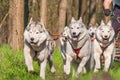 Sleddogs racing in a green environment Royalty Free Stock Photo