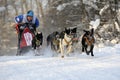 Sleddogs sport. Dog Sled Racing in Winter. Royalty Free Stock Photo