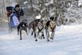 Sleddogs sport. Dog Sled Racing in Winter. Royalty Free Stock Photo