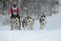 Sleddogs sport. Dog Sled Racing in Winter. Royalty Free Stock Photo