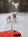 Sleddogs on the trail Royalty Free Stock Photo