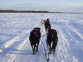 Sledge dog in Alaska