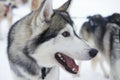 Sledge dog eager to run, Kakslauttanen, Lapland, Finland Royalty Free Stock Photo