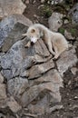 Sledge dog resting on a rock