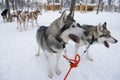 Sledge dogs eager to run, Kakslauttanen, Lapland, Finland